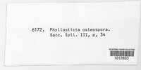 Phyllosticta osteospora image